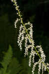 Eastern featherbells